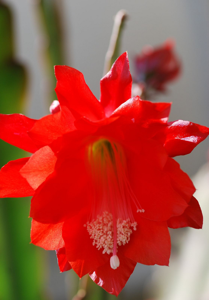 ارکید کاکتوس